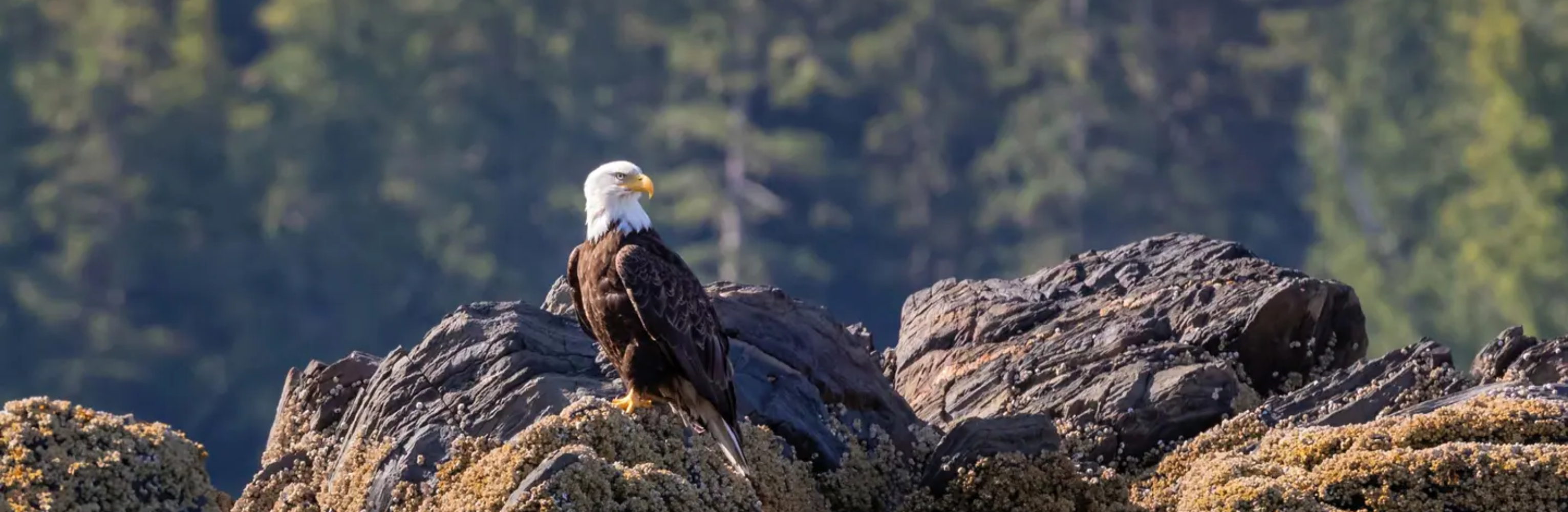 Alaska Sailing